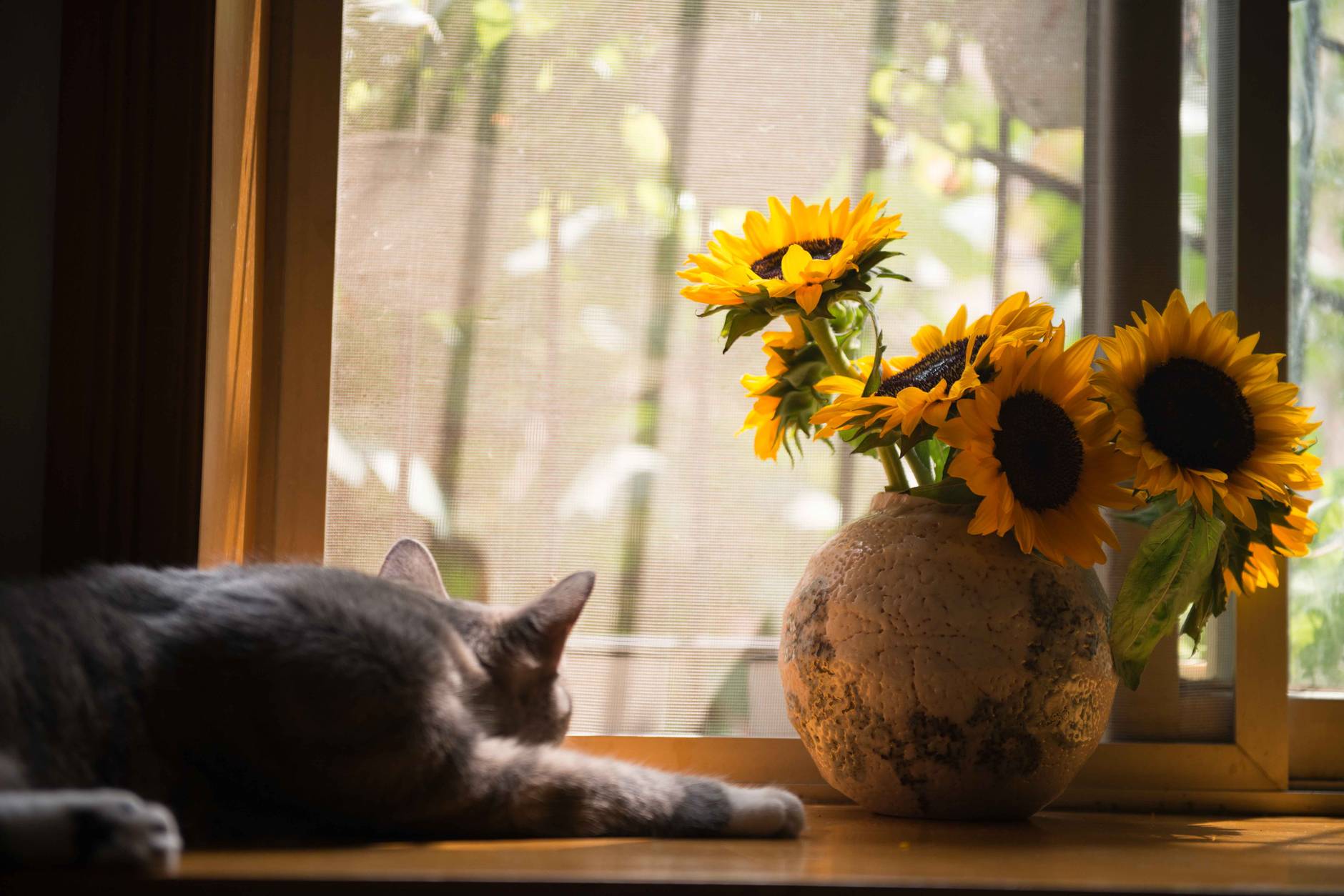 Gato gris descansando en el alféizar junto a un jarrón texturizado de girasoles, ambiente hogareño